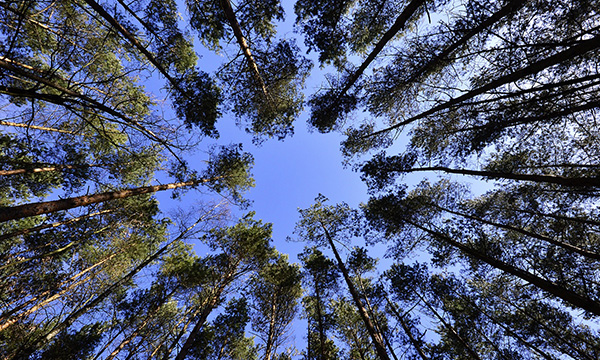 Titelbild eines Waldes für die Energiepflanzen Referenzseite