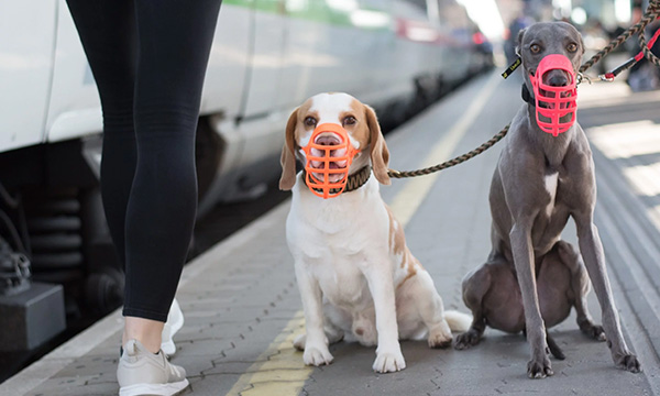Titelbild von zwei Hunden mit Limuzz Maulkörbe für die Limuzz Referenzseit